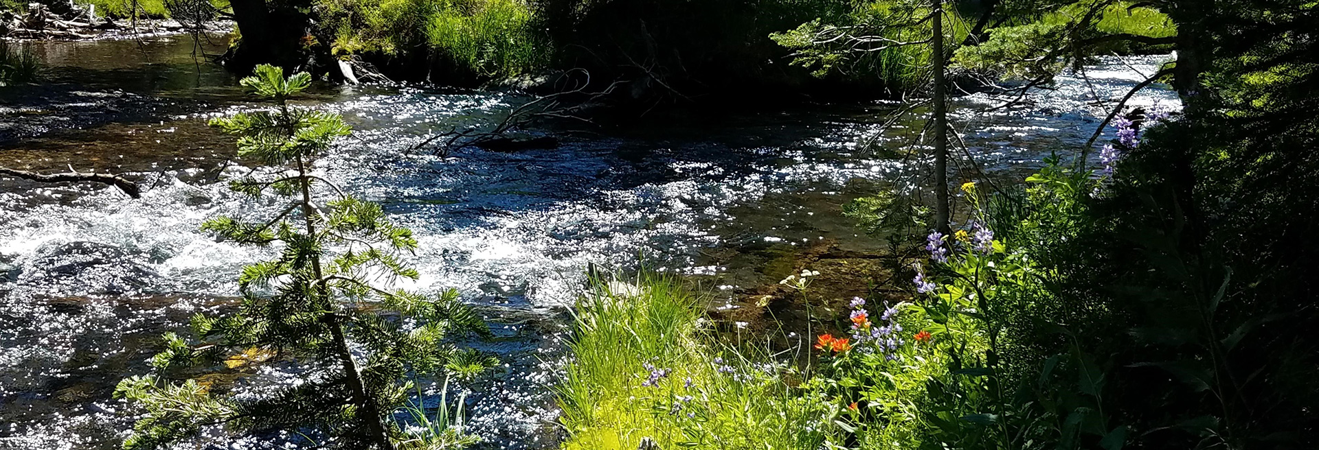 Stream of water surrounded by green trees.