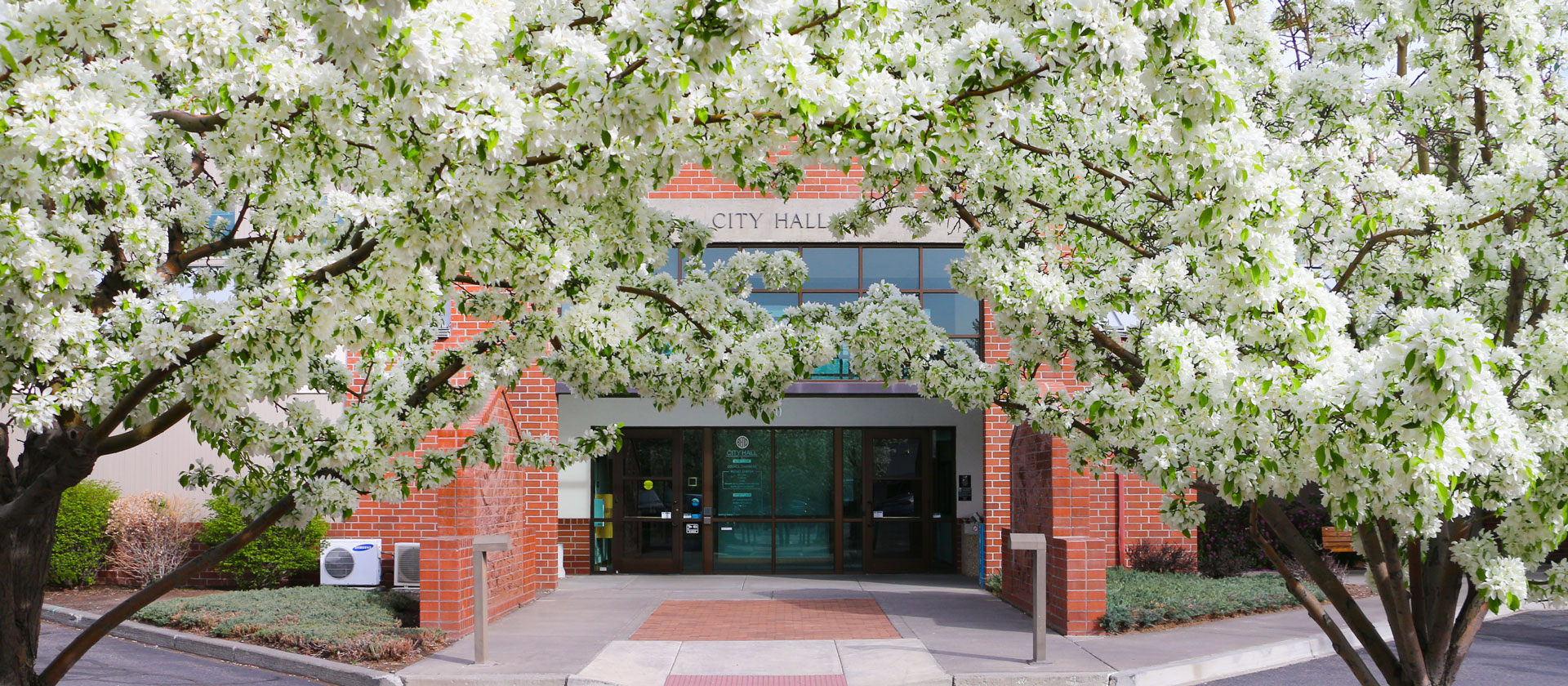 Trees in bloom outside of City Hall.
